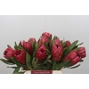 Protea Red Ice