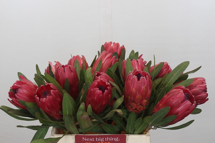 Protea Red Ice