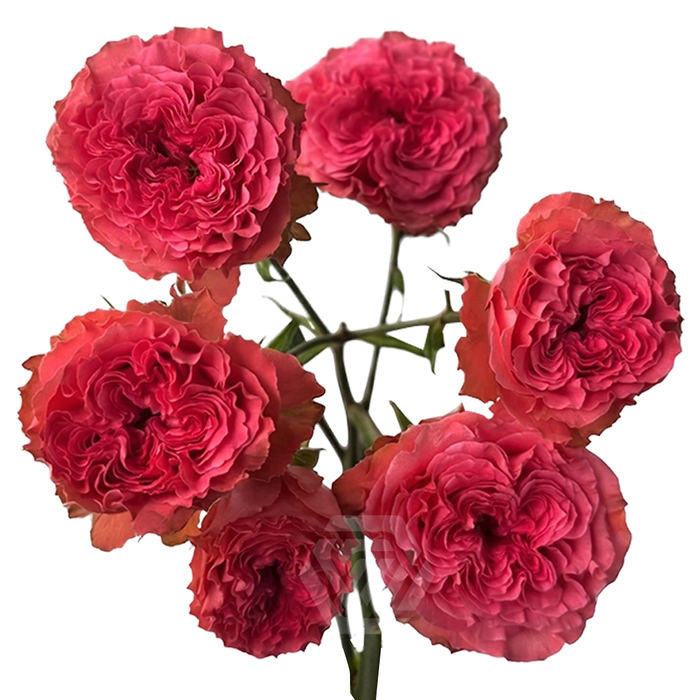 <h4>R TR WINK CORAL KISS Tessa</h4>