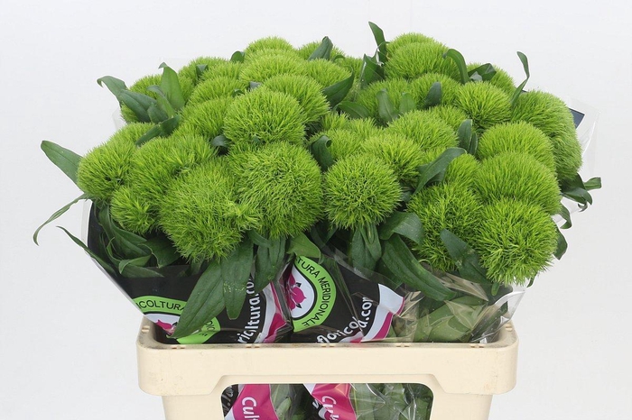 <h4>Dianthus Br Kiwi Mellow</h4>