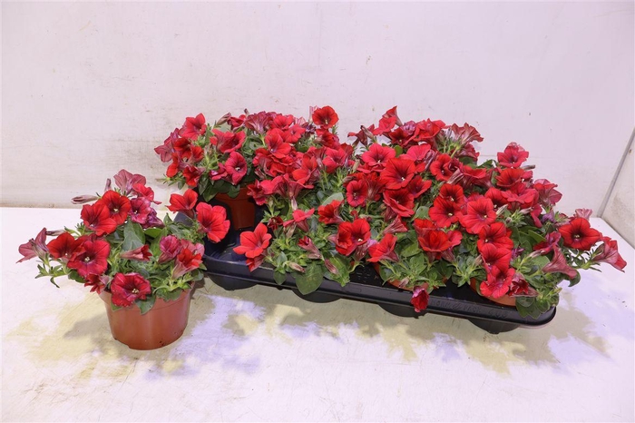 <h4>Pet Fam Red</h4>