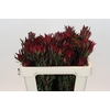 Leucadendron Blush Spray