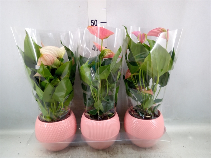 <h4>Anthurium   ...mix</h4>