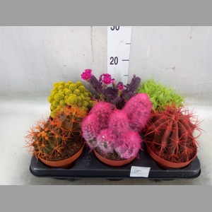 Cactus   ...