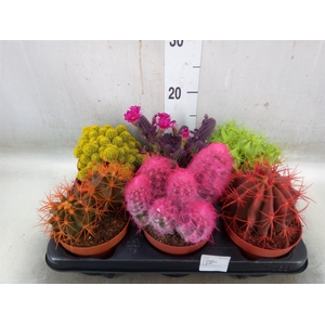 Cactus   ...