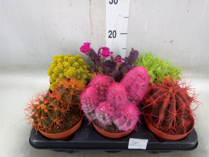 <h4>Cactus   ...</h4>