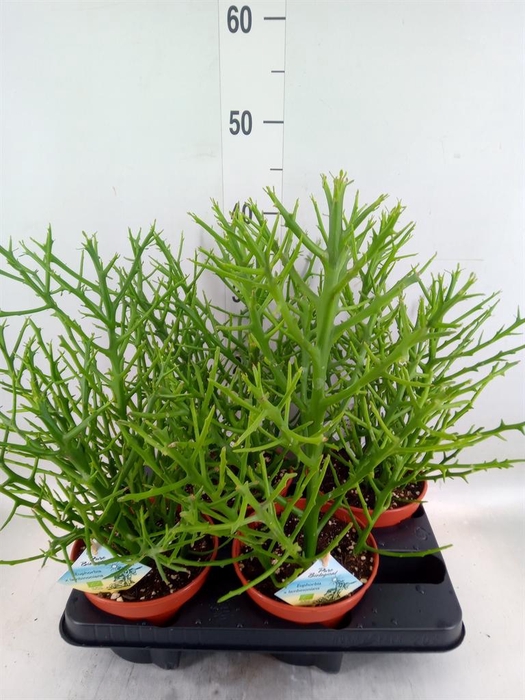 <h4>Euphorbia   ...</h4>