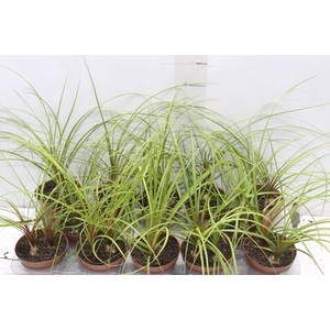 BEAUCARNEA RECURVATA P11