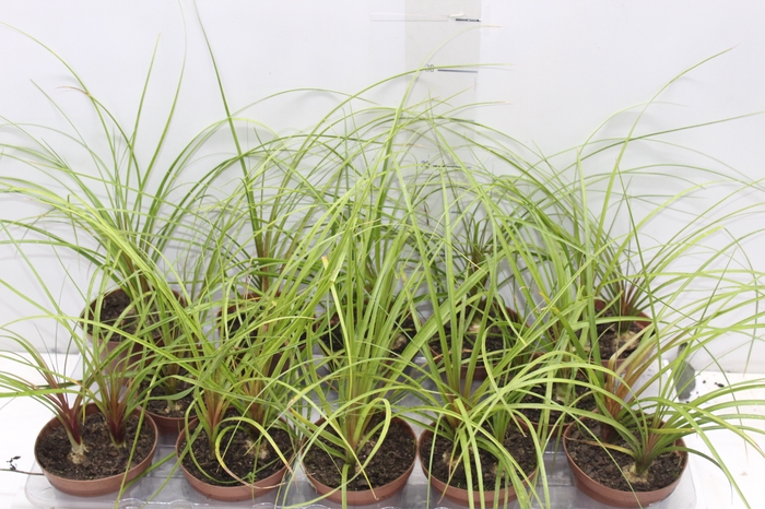 BEAUCARNEA RECURVATA P11