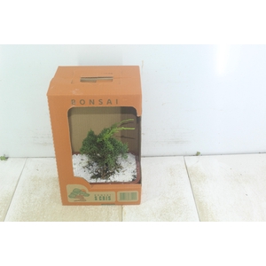 BONSAI JOVEM VASO PLASTICO 1.1L CX