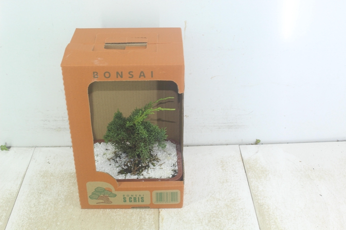 <h4>BONSAI JOVEM VASO PLASTICO 1.1L CX</h4>