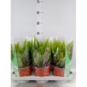 Nephrolepis exal. 'Green Moment'