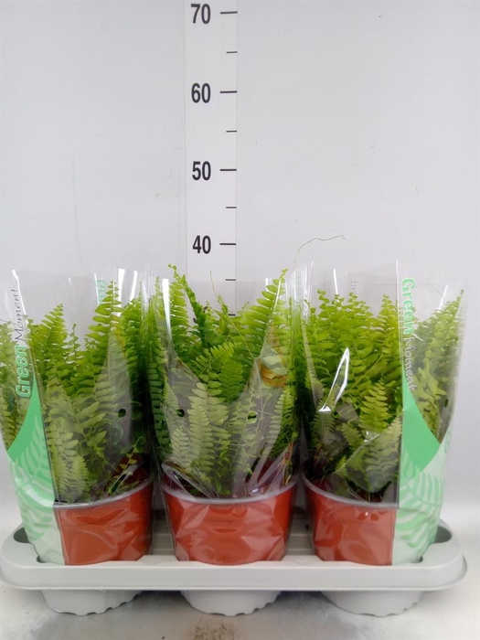 <h4>Nephrolepis exal. 'Green Moment'</h4>