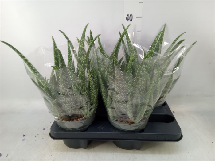<h4>Aloe vera</h4>