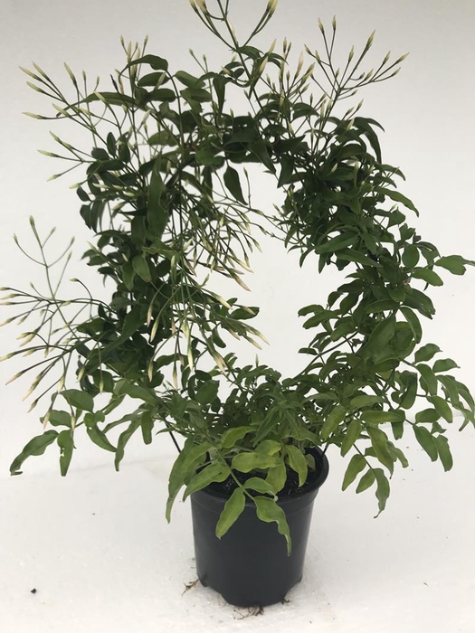 <h4>JASMINUM POLYANTHUM p11</h4>