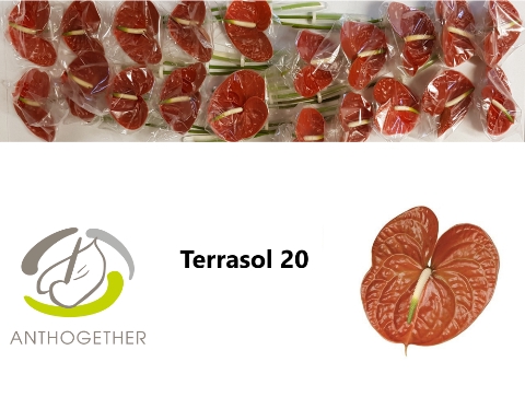 <h4>Anthurium Terrasol</h4>