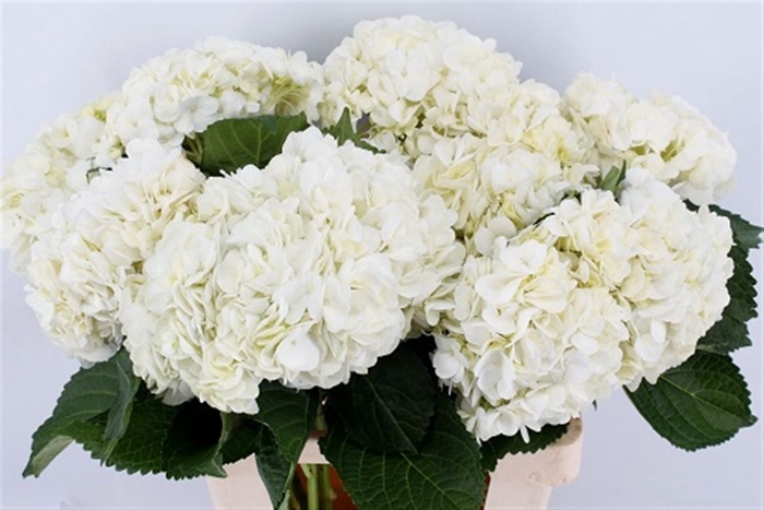 <h4>Hydr M Therese 65cm</h4>