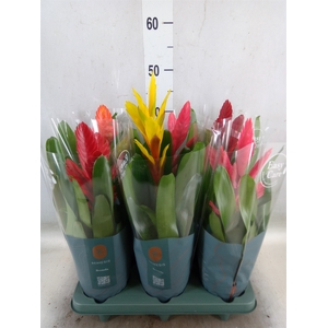Vriesea   ...mix