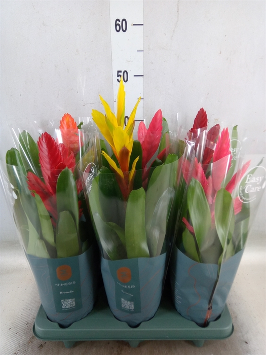 <h4>Vriesea   ...mix</h4>