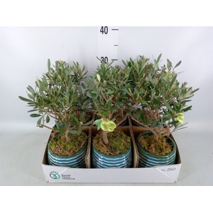 Arr.   Kamerplant Groen L%
