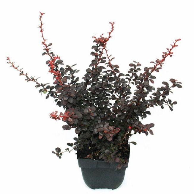 <h4>Berberis thunbergii 'Dart's Red Lady' P17</h4>