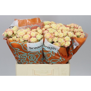 Rosa Tr Candelicious