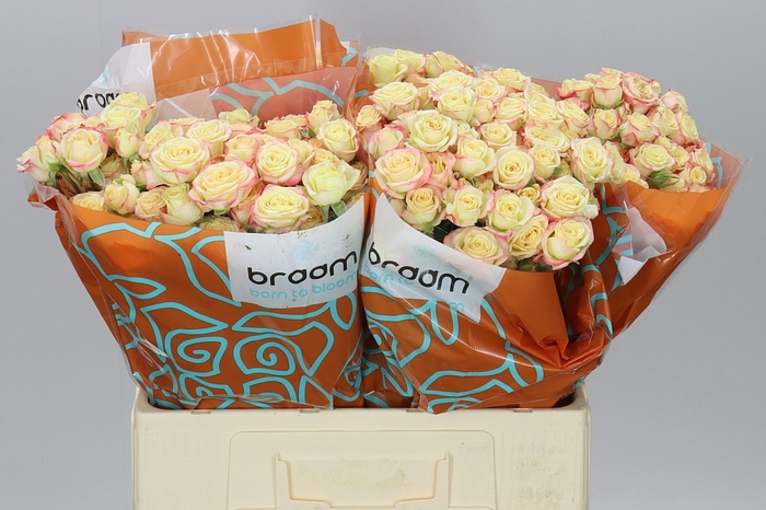 <h4>Rosa Tr Candelicious</h4>