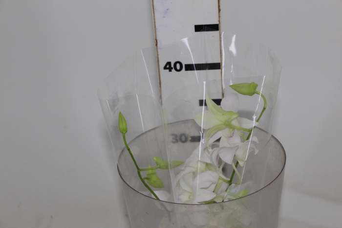 <h4>DENPHALAEN MACO MINIMO 30 FLORES</h4>