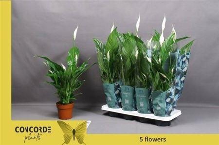 <h4>Spath Sweet Benito 5+</h4>