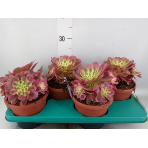 Aeonium   ...