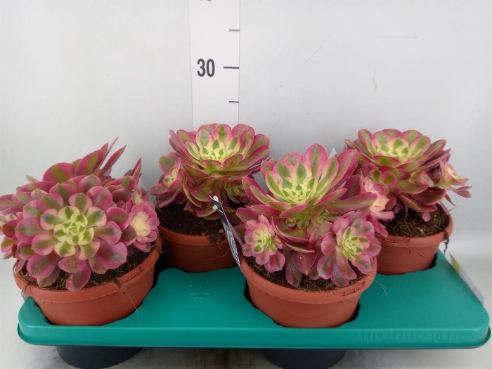 <h4>Aeonium   ...</h4>