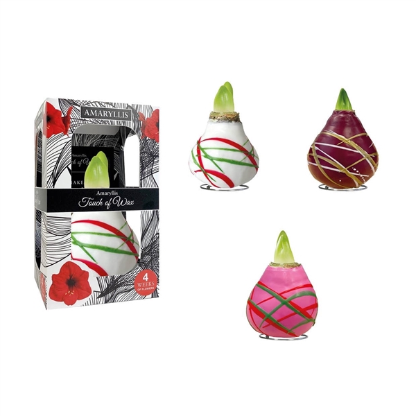 <h4>Amaryllis Touch of Wax Art Mix 6x1, rode bloem, Karton Giftbox, Tray236</h4>