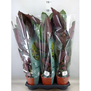 Ctenanthe oppenheimiana