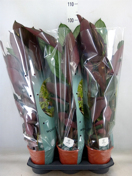 <h4>Ctenanthe oppenheimiana</h4>