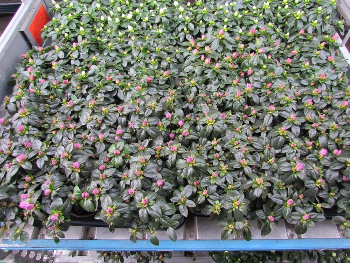 <h4>RHODO SIMSI MIXK</h4>