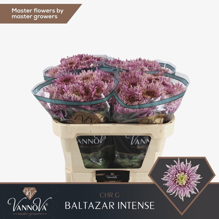 <h4>Chr G Baltazar Inten</h4>