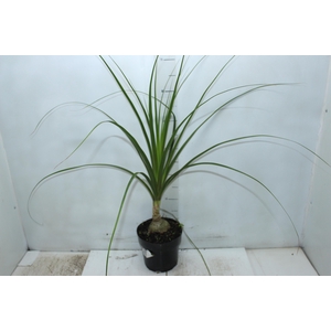 BEAUCARNEA P17