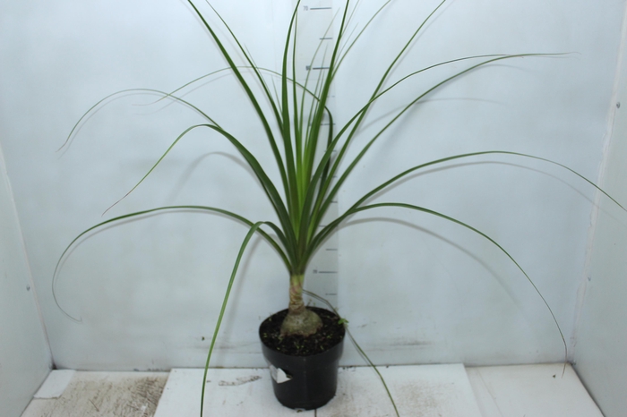 <h4>BEAUCARNEA P17</h4>