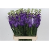 Matthiola Iron Purple