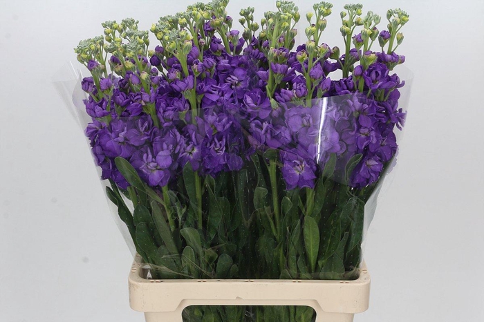 Matthiola Iron Purple