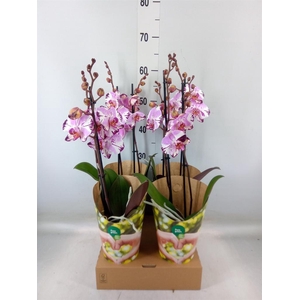 Phalaenopsis  'FC Magic Art'