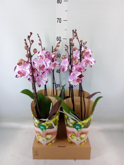 <h4>Phalaenopsis  'FC Magic Art'</h4>