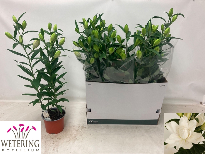 <h4>LIL OR SUN DB BOUNTY</h4>