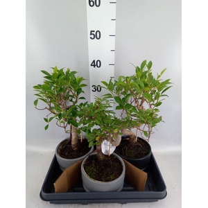 Bonsai   ...mix