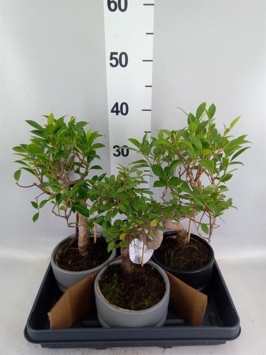 <h4>Bonsai   ...mix</h4>