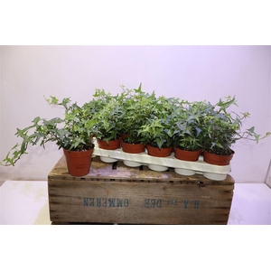 arr8 Hed He Tres Coupe