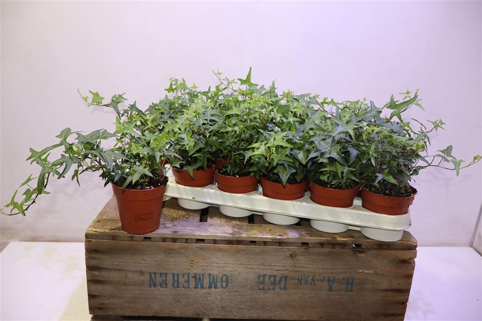 <h4>arr8 Hed He Tres Coupe</h4>