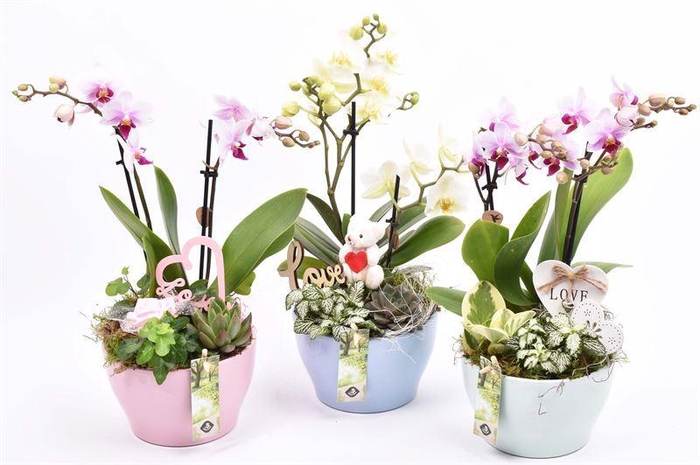 <h4>Keramiek schaal kl.mix 15cm</h4>