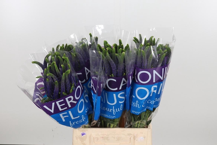 <h4>Veron Smart Navy</h4>