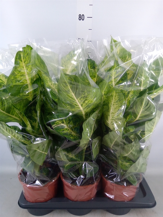 <h4>Dieffenbachia  'Mars'</h4>